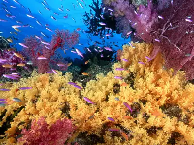 Soft Yellow Corals And Anthias Fish