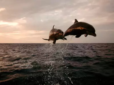 Taking Flight Bottlenose Dolphins