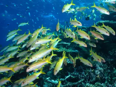 Yellow Goatfish Great Barrier Reef Australia