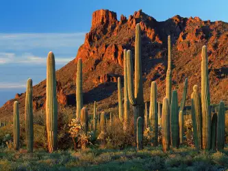 Alamo Canyon Organ Pipe Cactus National Monument Arizona