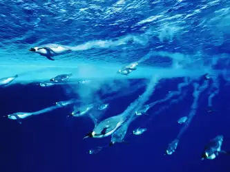 Swimming Emperor Penguins Antarctica