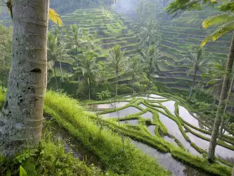 Terraced Rice Paddies Ubud Area Bali Indonesia