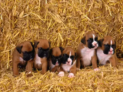Cute baby dogs