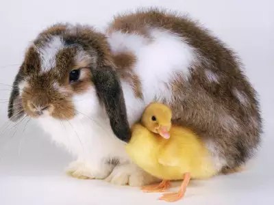 Duck and Rabbit