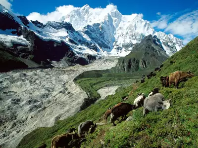 Yak Herding Kangshung Glacier Tibet