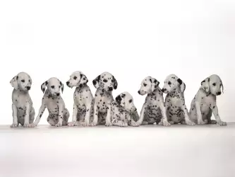 Cute Baby Dalmatians Dogs