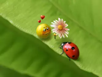 Ladybug in Love