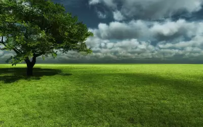 Nature Tree and Grass