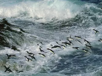 Penguins Swimming Wallpaper