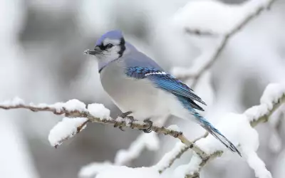 Bird on snowy tree