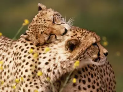 Loving Cheetahs