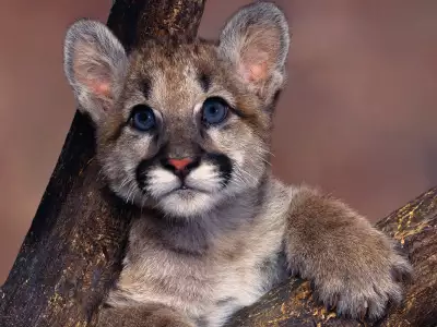 Cute Baby Wildcat