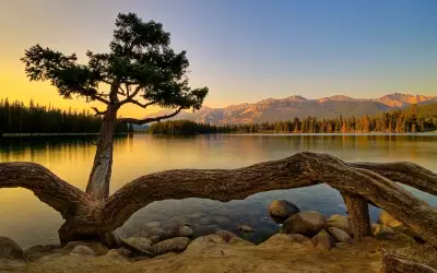 Nature - Lake and Tree