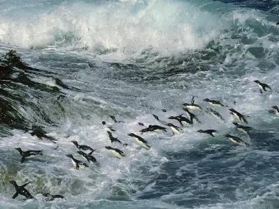 Penguins Swimming Wallpaper