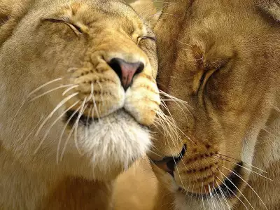 Two Lions In Love