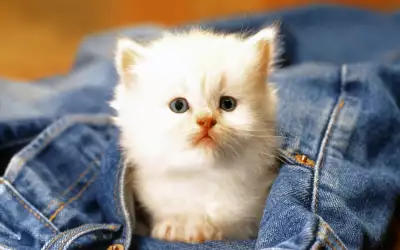 2 Cute Cat Baby