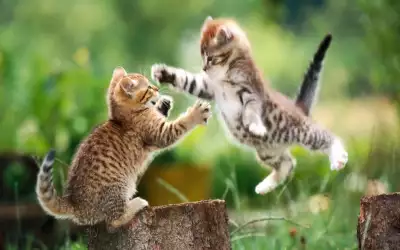 Fighting Cats