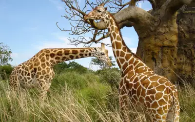 Giraffe Gathering