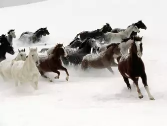 Horses On Snow