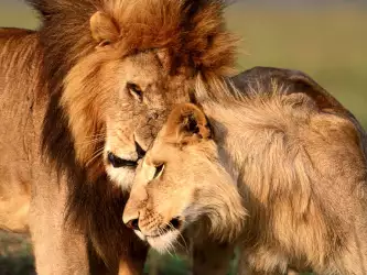 Lions Love