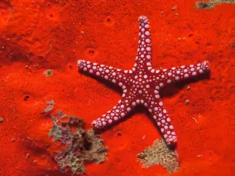 Underwater Star