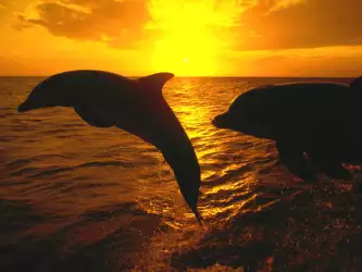 Dolphin - Sunset