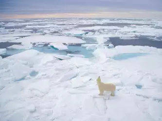 Polar Bear On Ice