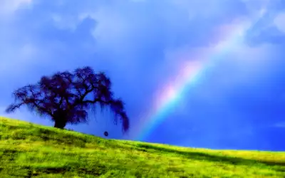 Rainbow Field Tree