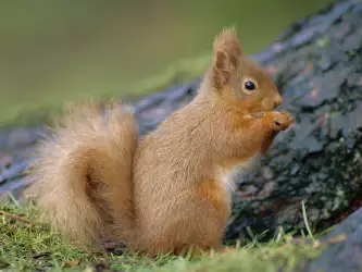 Red Squirrel from Scotland