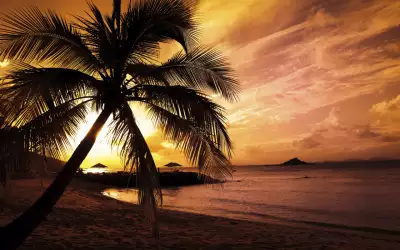 Sunset Palm on Beach Wallpaper