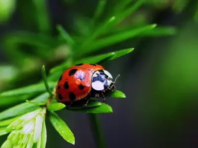 2 Ladybug