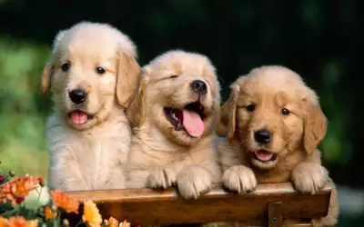 3 Puppies