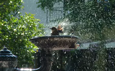 Bird Shower
