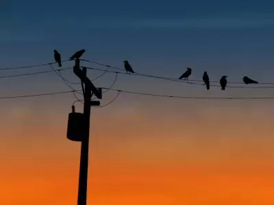 Birds Sunset