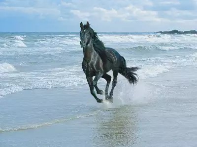 Black Horse Running at the Beach Wallpaper