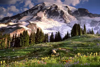 Blooming Wildflowers And Mount Rainier Washington