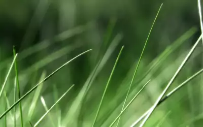Closeup Grass