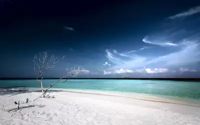 Dead Tree On Sand Beach