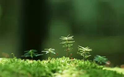 Grass With Tiny Trees