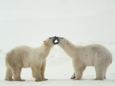 Polar Bear in Love