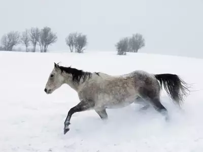 Running Horse On Winter Day