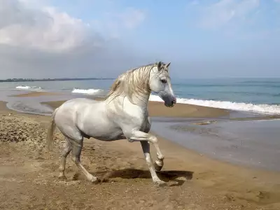 White Horse On Beach