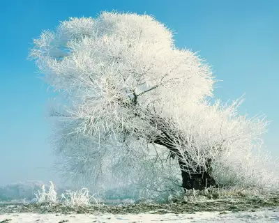 Winter Day And Tree
