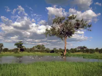 Comb Ducks On Lake Savute Chobe National Park Botswana
