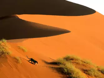 Crossing The Sand Dunes Of Sossusvlei Park Namibia Africa