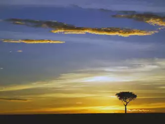 Single Acacia Tree At Sunrise Masai Mara Kenya