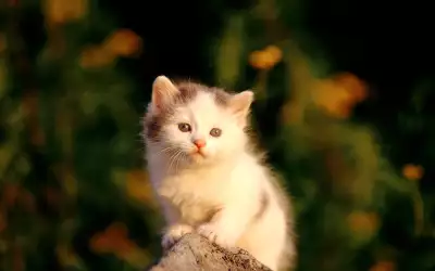 Baby Cat