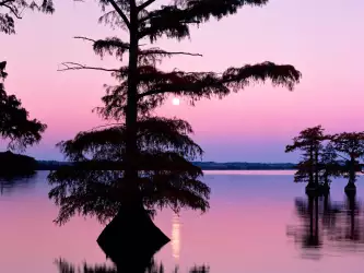 Bald Cyprus Trees Reelfoot Lake in Tennessee