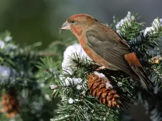 Bird On Snow Tree
