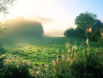 Foggy Meadow with Forest Wallpaper